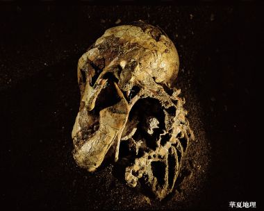 国家地理 史前古生物头骨化石考古标本