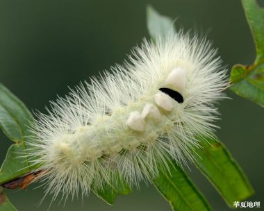 国家地理 淡白色绒毛毛毛虫微距生态特写