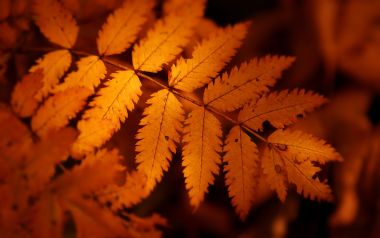 秋日橙黄色花楸叶微距特写