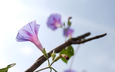 晴日蓝天下的紫色牵牛花特写