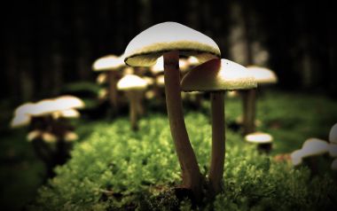 幽暗森林苔藓丛中生长的野生蘑菇微距摄影