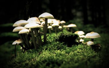 森林苔藓丛中的野生白色蘑菇微距摄影