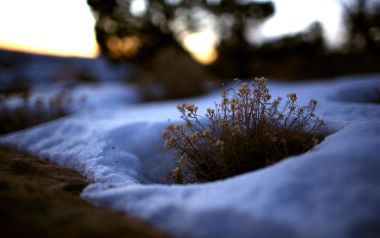 冬季黄昏雪地钻出的干枯野草微距摄影