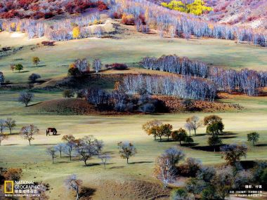 中国坝上草原秋季牧场 骏马与白桦林绝美秋景