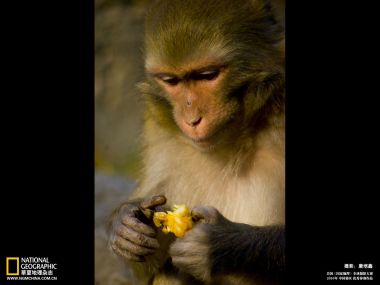 专注进食野果的猕猴 国家地理2010摄影大赛参赛作品