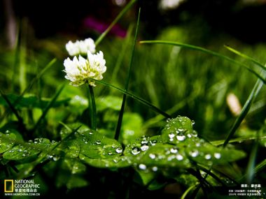 雨后三叶草白花带露珠微距特写 国家地理摄影大赛作品