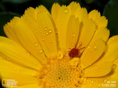 雨后金盏花上的红色绒螨微距特写 国家地理摄影大赛作品