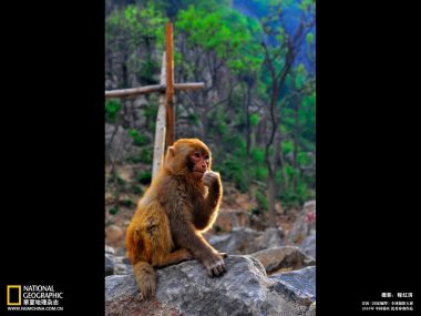 中国山野岩石上手托腮的猕猴 国家地理优秀摄影作品