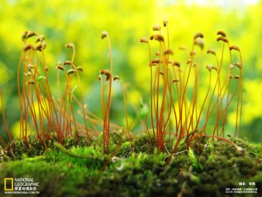国家地理2010摄影大赛 苔藓孢子体微距特写