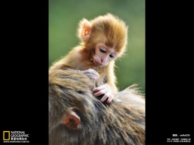 2010国家地理摄影大赛 猕猴幼崽趴在母猴背上特写