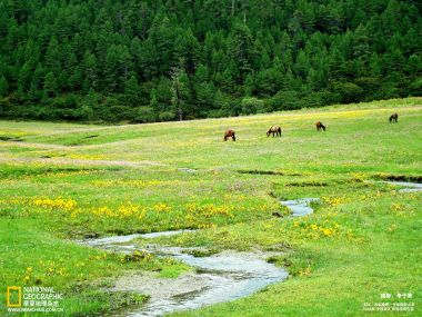 中国高原草甸牧场 野花溪流骏马放牧自然风光