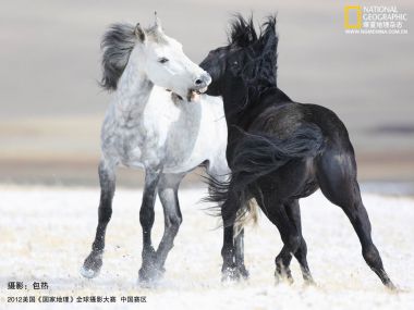 2012国家地理摄影大赛 雪原上互动的黑白骏马