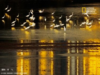 黄昏湿地浅滩白鹭群 2012国家地理摄影大赛作品