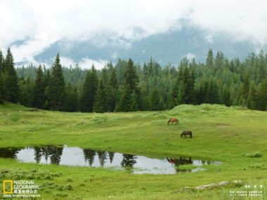 新疆阿勒泰山地牧场 水洼边放牧马匹与云雾山林风光