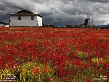 中国藏区秋日红草甸藏式民居自然风光