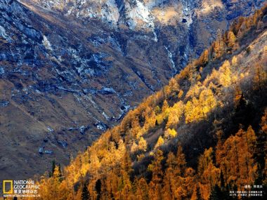 中国川西高山峡谷秋日金黄落叶松彩林风光