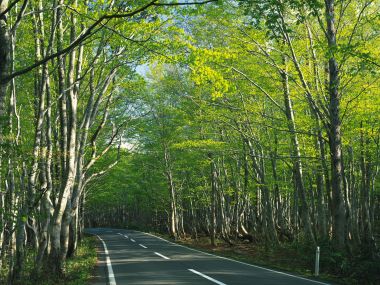 Japan Spring Fresh Green Forest Winding Road Landscape