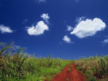 郊野红土路甘蔗田晴空自然风光壁纸