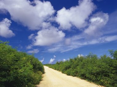 热带郊野乡间土路夏日晴空自然风光