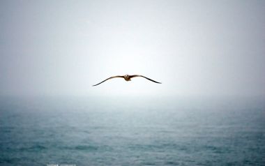 薄雾海面迎面飞翔的海鸥
