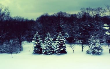阴云下冬日郊野积雪松林雪景