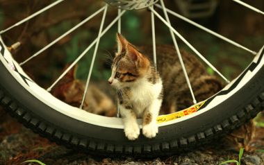 户外狸花奶猫趴在自行车轮上的治愈萌照