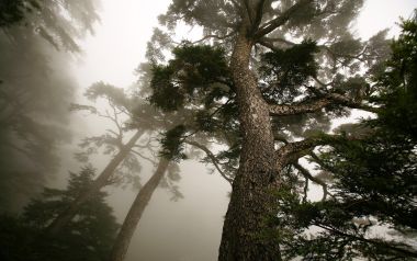 中国台湾能高山雾中古老铁杉林仰拍风景