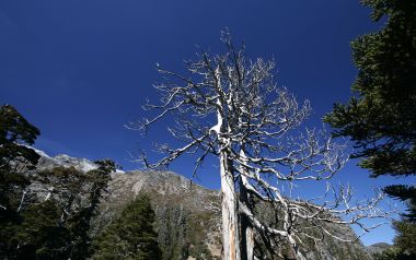 中国台湾雪山 苍劲枯木与湛蓝晴空高山风光