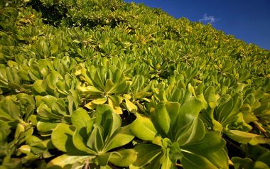 中国台湾绿岛海滨草海桐绿植自然风光