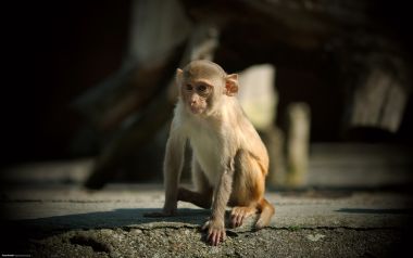 阳光下可爱猕猴幼崽特写摄影