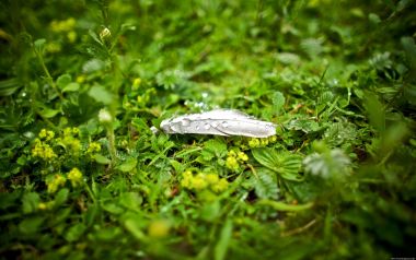 雨后青草地带露珠的白色羽毛微距特写