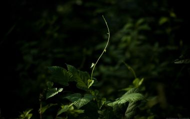 暗调森林背景下逆光生长的嫩绿藤蔓