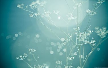 青蓝色调逆光草本细枝散景治愈摄影壁纸