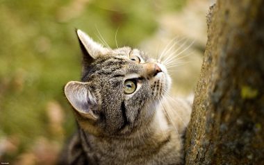 户外树干旁仰头张望的虎斑猫