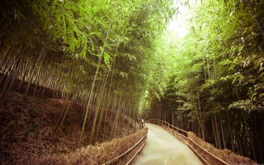 日本京都岚山竹林步道治愈风光