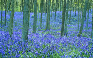 英国春日森林蓝铃花紫色花海