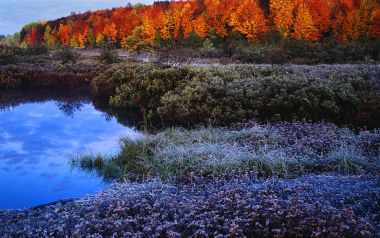 秋日晨霜湿地湖景 对岸漫山火红秋叶林