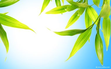 透光翠绿竹叶蓝天背景清新自然壁纸