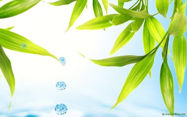 鲜绿竹叶滴落透明水滴 清新自然护眼壁纸