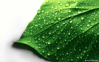 雨后绿叶布满晶莹水珠微距特写