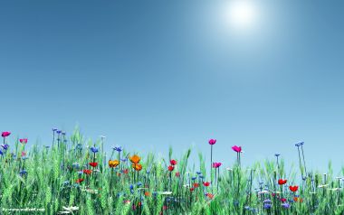 春日晴空阳光照耀下的多彩野花草地风光