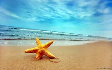 夏日海滩金黄色海星治愈海景