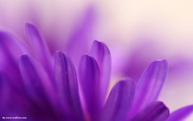 Purple Flower Petal Macro Soft Focus Photography