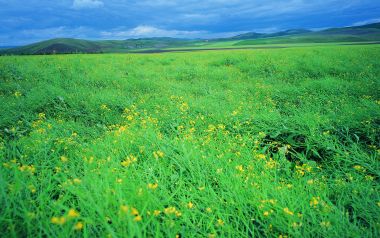 夏日广袤草原遍地黄花自然风光