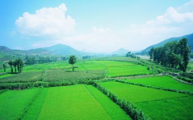 夏日晴空下广阔翠绿农田田园风景