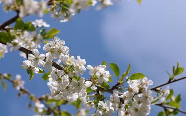 春日晴空下盛放的白色樱花枝