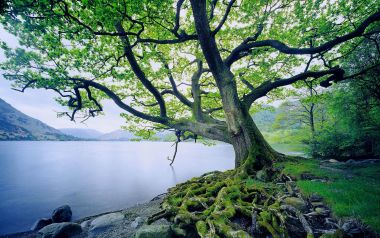 英国湖区湖畔百年老橡树春日风光