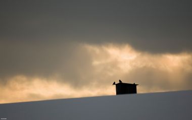 冬日黄昏雪地烟囱飞鸟剪影风光