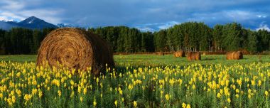 Rural Yellow Wildflower Field Hay Bale Mountain Landscape