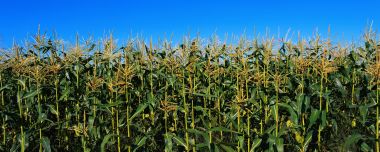 Panoramic Corn Field Scenery Under Clear Blue Sky